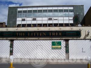 Picture of The Litten Tree