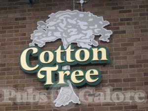 Cotton Tree