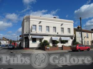 Picture of Golden Lion