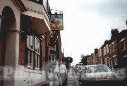 Picture of Ye Old Elm Tree