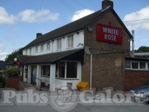 Picture of The White Rose