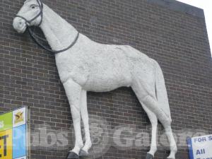 Picture of White Horse