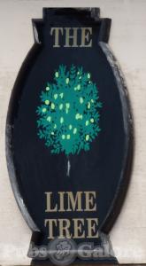 Picture of Lime Tree