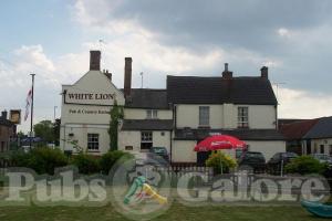 Picture of White Lion