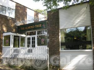 Picture of The Almond Tree