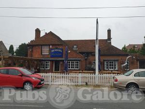 Picture of The Red Dog