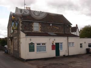 Picture of The Elm Tree