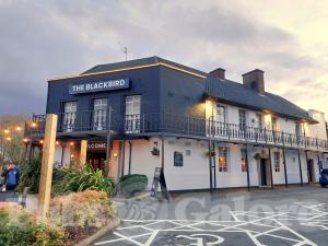 Picture of The Blackbird