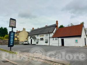 Picture of Pied Bull