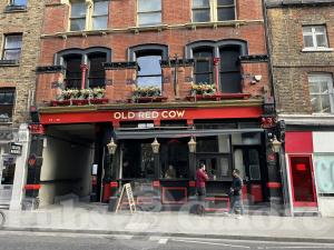 Picture of Old Red Cow