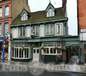 Picture of The Spotted Horse