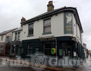 Picture of White Swan