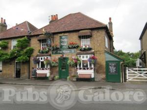 Picture of Turks Head