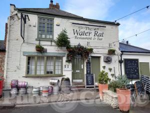 Picture of The Water Rat