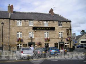 Picture of Golden Lion