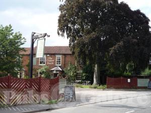 Picture of Copper Beech