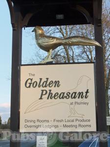 Picture of The Golden Pheasant