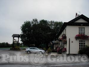 Picture of The Golden Pheasant