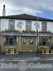 Picture of Dark Horse