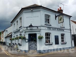 Picture of The Hop Blossom