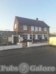 Picture of Border Terrier