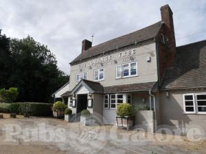 Picture of The Orange Tree