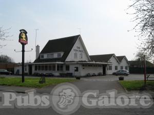 Picture of Yew Tree
