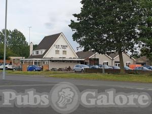 Picture of Yew Tree