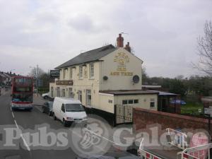 Picture of The Old Ash Tree
