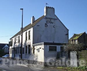 Picture of The Olive Branch