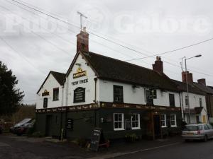 Picture of Yew Tree