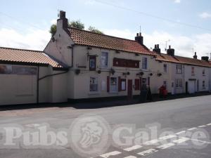 Picture of Elm Tree