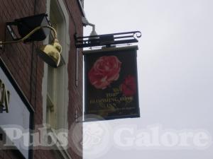 Picture of The Blooming Rose