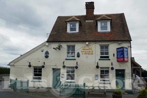 Picture of Elm Tree