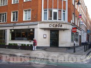 Picture of Cicada