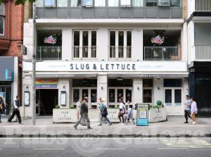 Picture of Slug and Lettuce