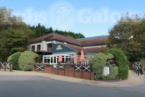 Picture of Monkey Puzzle