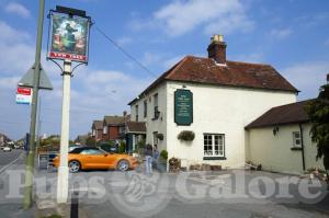 Picture of Yew Tree