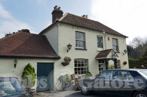 Picture of Yew Tree