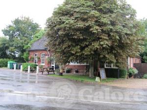 Picture of The Chestnut Tree