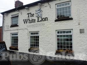 Picture of White Lion