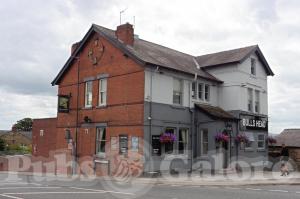 Picture of Bulls Head
