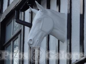 Picture of White Horse