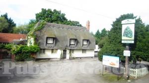 Picture of The Yew Tree