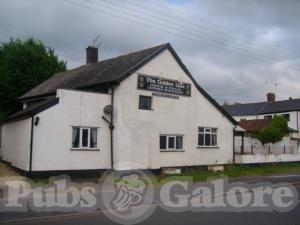 Picture of Golden Lion