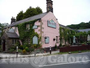 Picture of The Nettle