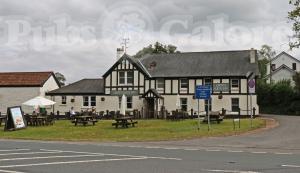 Picture of Ego at the Groes Wen Inn