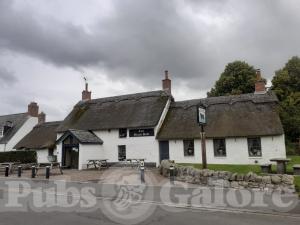 Picture of Black Bull