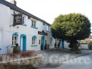 Picture of Royal Yew