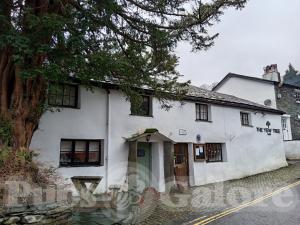Picture of Yew Tree